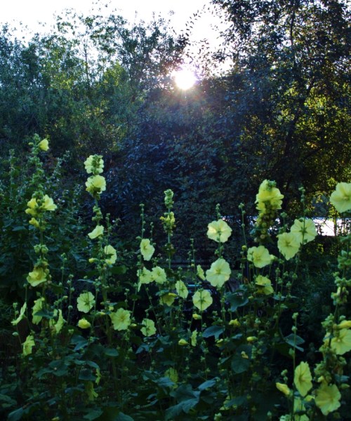 Russian yellow hollyhocks, rising sun. Early August in my garden.