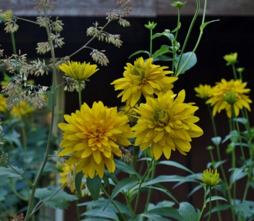 The doomed rudbeckia and plume poppy in the under-the-eaves flowerbed just before the ladders moved in.