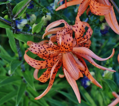 In my garden. Double tiger lily, early August morning.