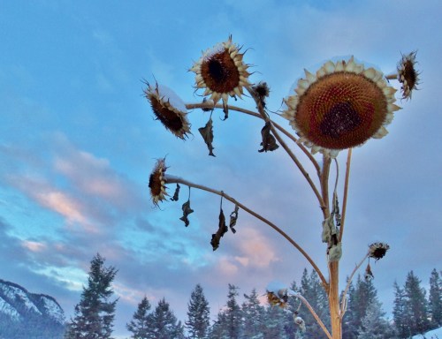 winter sunflower