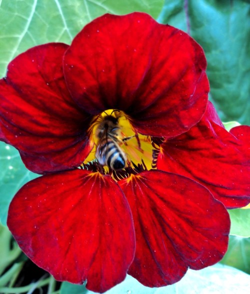 nasturtium, and bee september 2015 hill farm
