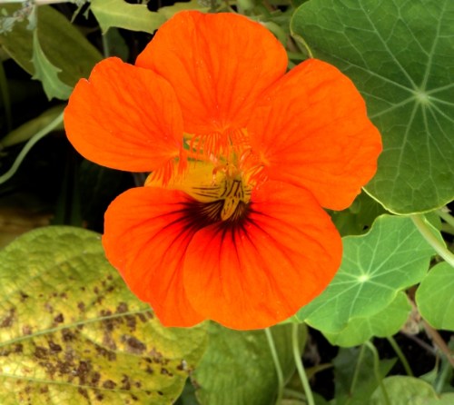 nasturtium september 2015 hill farm