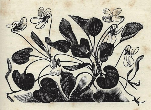 Violet - by John Farleigh - from A Country Garden by Ethel Armitage, 1936