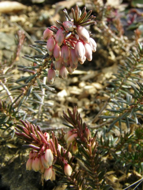 And one last glimpse of my spring garden. This heather came from one of my mother's friends, with a bit of an interesting backstory - it was smuggled to Canada tucked into her purse from a visit to Austria many decades ago - before the current security inspections in airports made such horticultural transgressions too fraught with potential trouble to attempt!