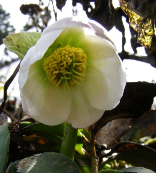 The first Hellebore of the season - here in central British Columbia the Christmas Roses bloom in March and April!