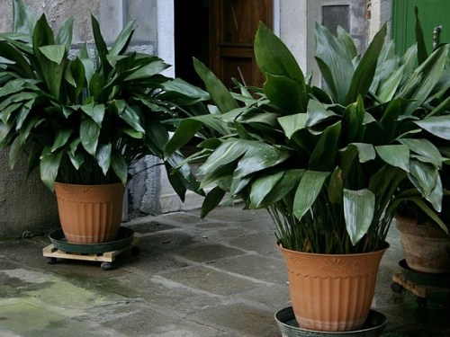 Oh, yes. Here's a little bonus for those of you who, like me, were a bit hazy on what the heck an aspidistra actually looks like. I suspect they are still very much around, but I couldn't pull up a mental picture to go with the name. Now I can.