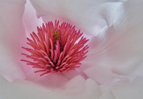 Magnolia heart, Vancouver, B.C., April 2016.